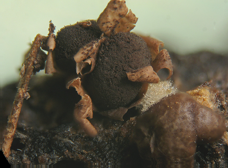 Diderma floriforme ?